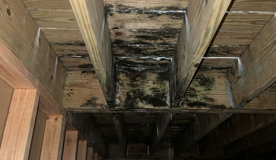 Visible mold under your deck on the framing or joists